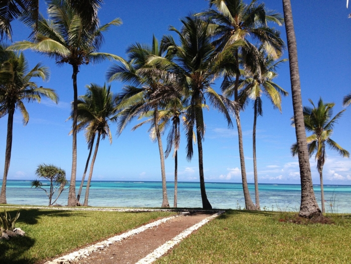 zanzibar sea palms tanzania 253862
