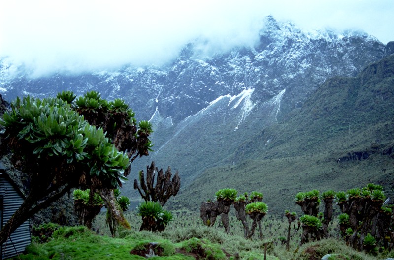 1172 ruwenzori