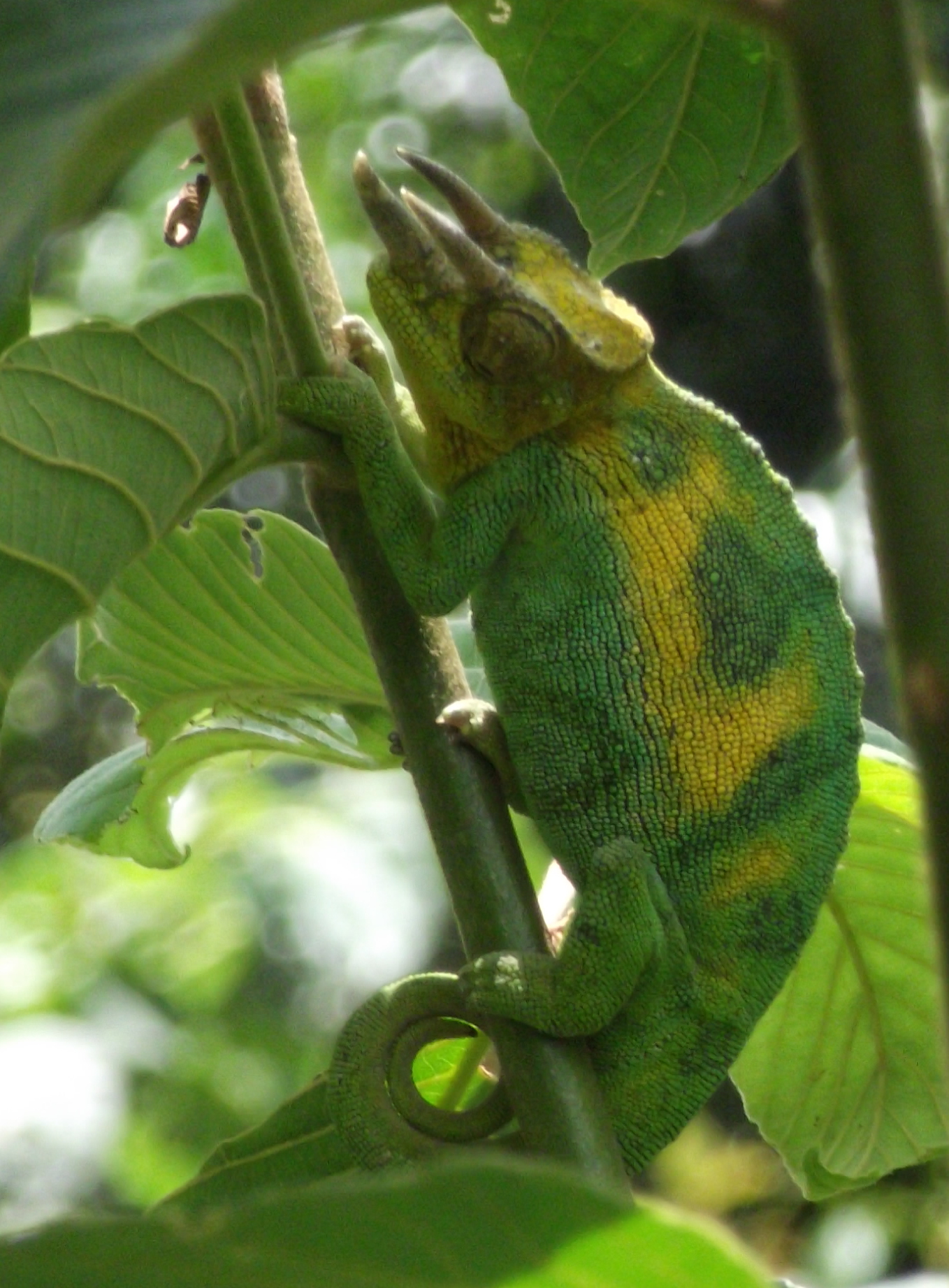 Ruwenzori three-horned chameleon - whole body-cropped